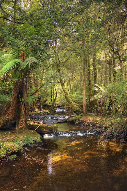 Conheça a bela Tasmânia, a terra do personagem animado Taz Tasmania rainforest 02